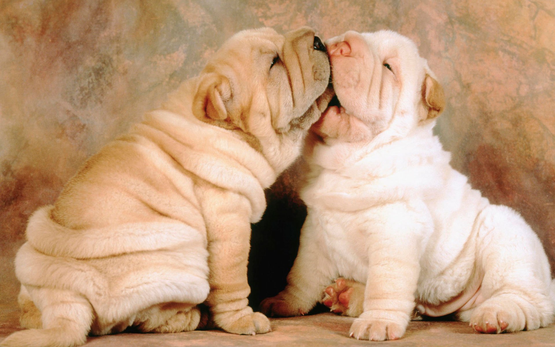puppies, Puppy, Baby, Dog, Dogs,  46 Wallpaper