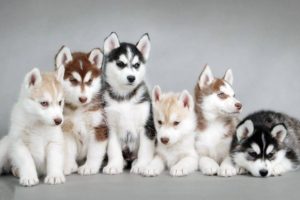 puppies, Puppy, Baby, Dog, Dogs,  49