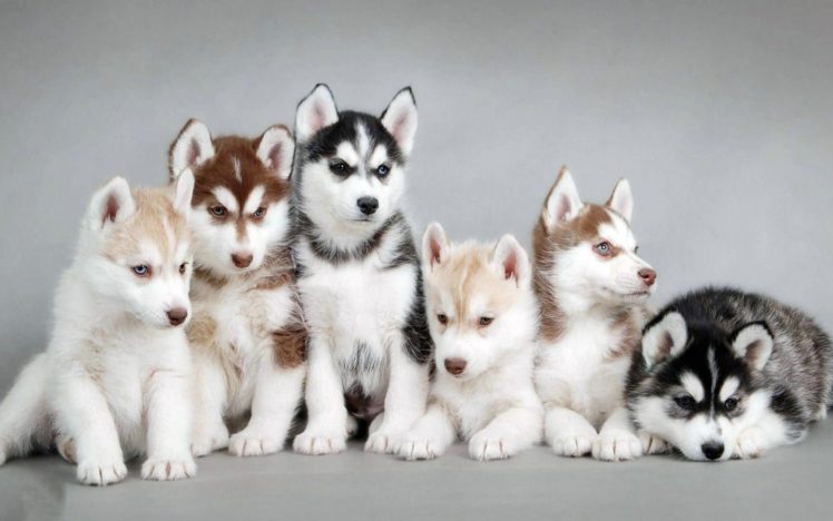 puppies, Puppy, Baby, Dog, Dogs,  49 HD Wallpaper Desktop Background