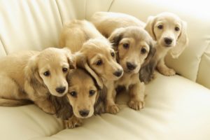 puppies, Puppy, Baby, Dog, Dogs,  50