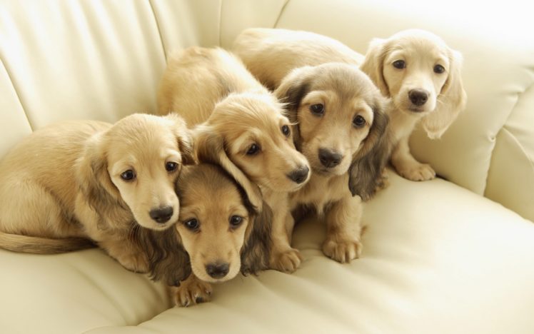 puppies, Puppy, Baby, Dog, Dogs,  50 HD Wallpaper Desktop Background