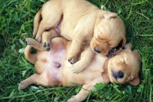 puppies, Puppy, Baby, Dog, Dogs,  51