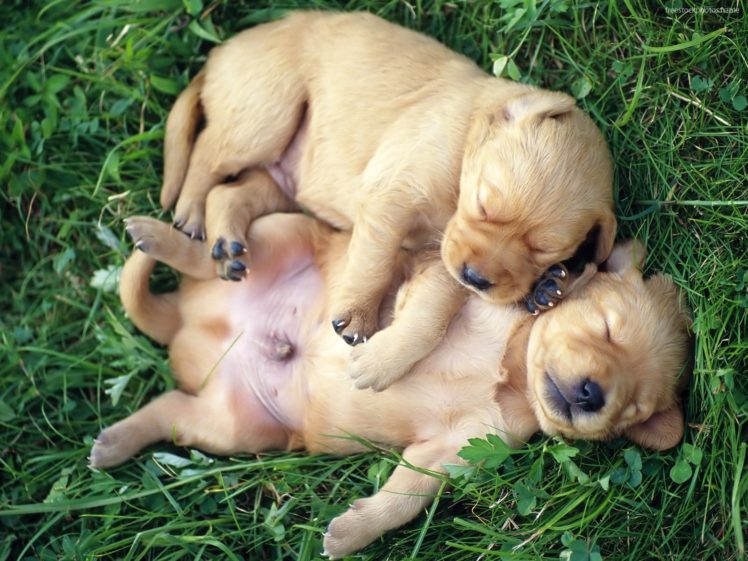 puppies, Puppy, Baby, Dog, Dogs,  51 HD Wallpaper Desktop Background