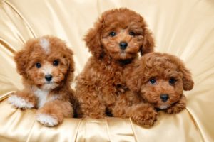 puppies, Puppy, Baby, Dog, Dogs,  56