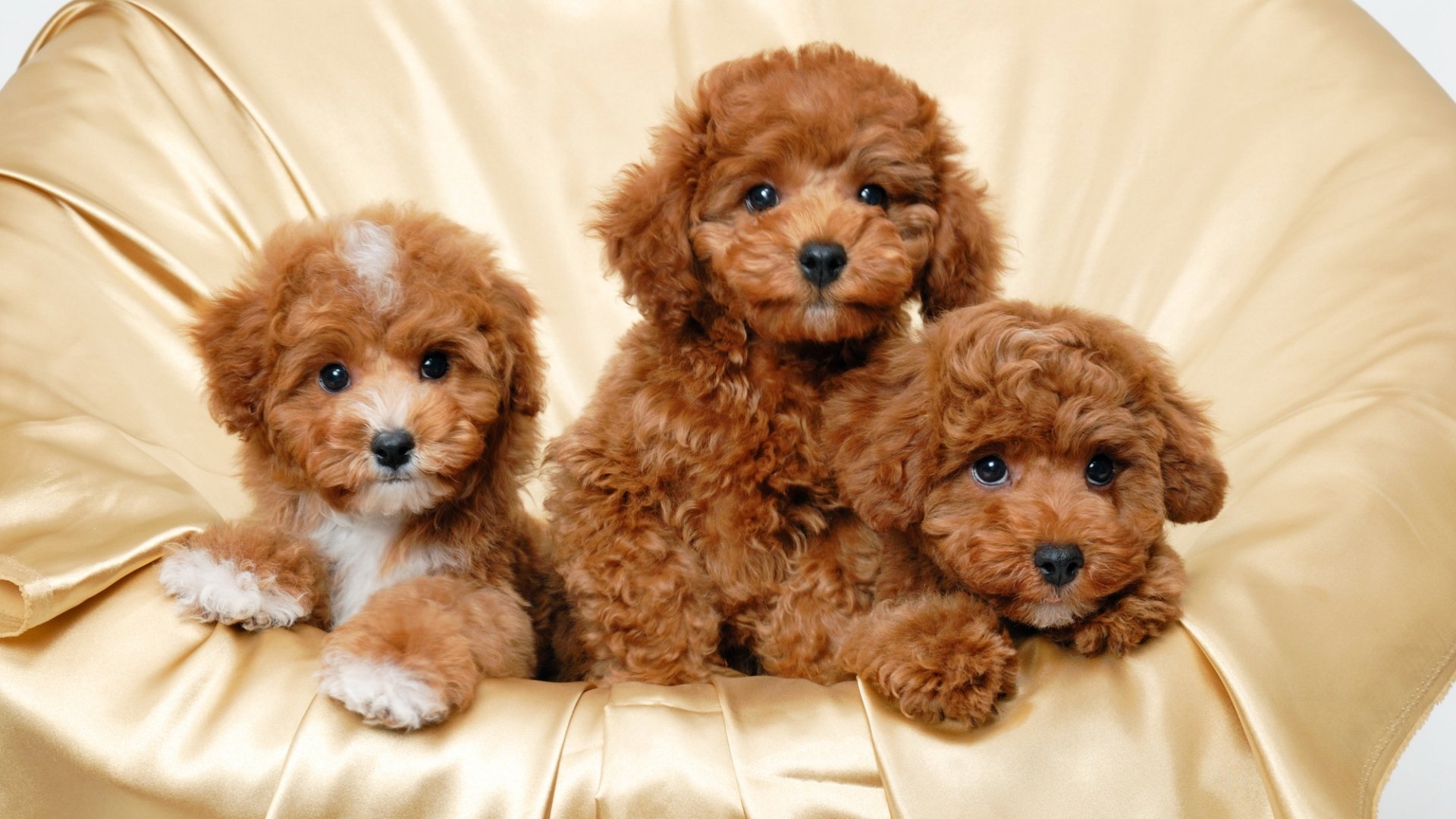 puppies, Puppy, Baby, Dog, Dogs,  56 Wallpaper