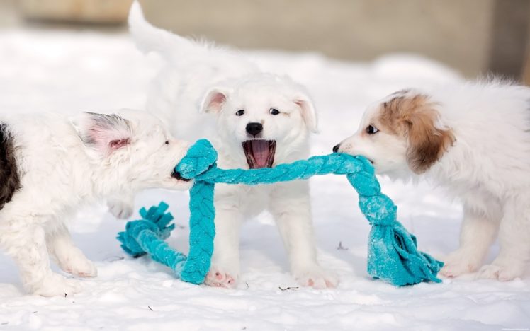 puppies, Puppy, Baby, Dog, Dogs,  53 HD Wallpaper Desktop Background