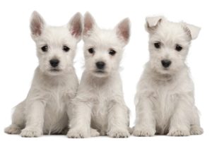 puppies, Puppy, Baby, Dog, Dogs,  55