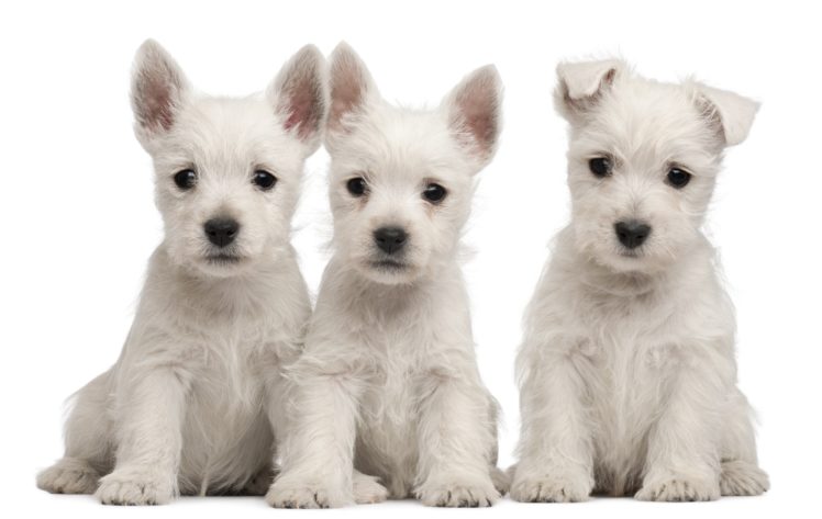 puppies, Puppy, Baby, Dog, Dogs,  55 HD Wallpaper Desktop Background