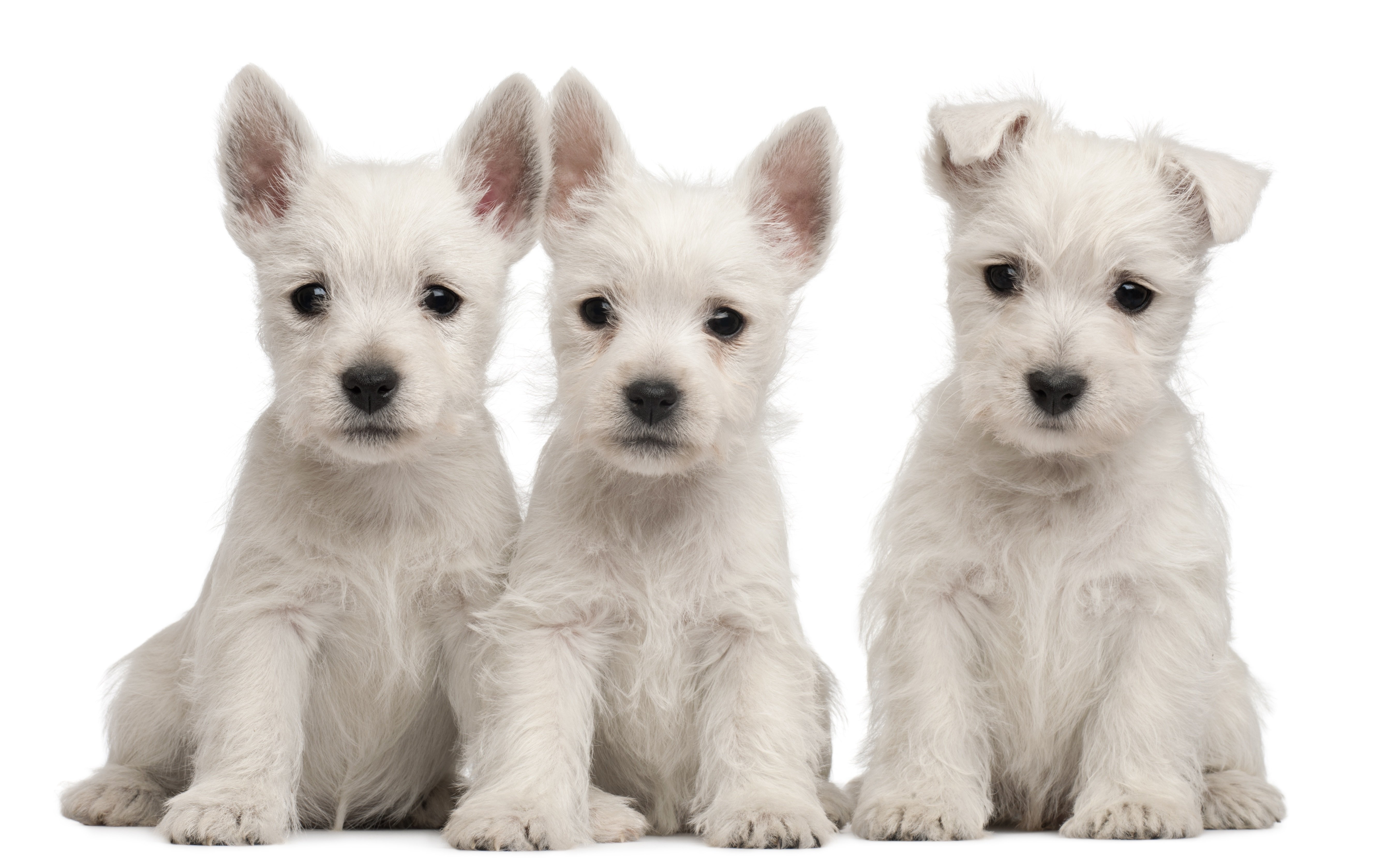 puppies, Puppy, Baby, Dog, Dogs,  55 Wallpaper
