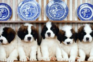 puppies, Puppy, Baby, Dog, Dogs,  57