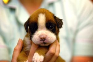 puppies, Puppy, Baby, Dog, Dogs,  58