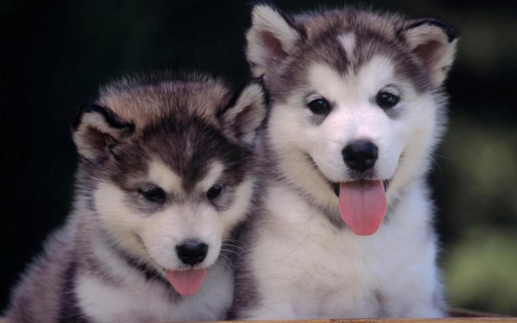 puppies, Puppy, Baby, Dog, Dogs,  61 HD Wallpaper Desktop Background