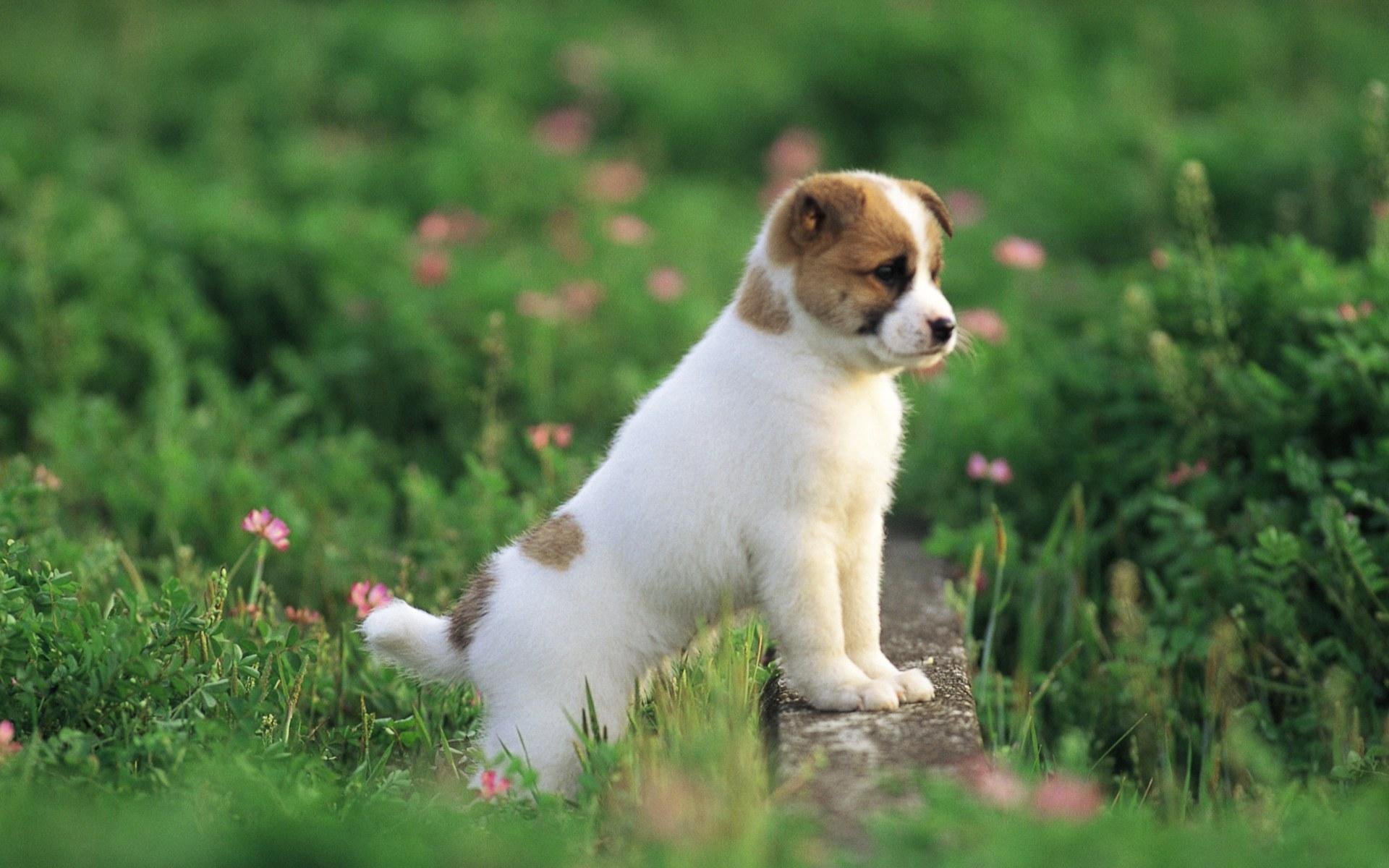 puppies, Puppy, Baby, Dog, Dogs,  60 Wallpaper