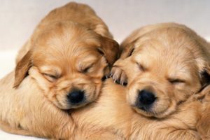 puppies, Puppy, Baby, Dog, Dogs,  62