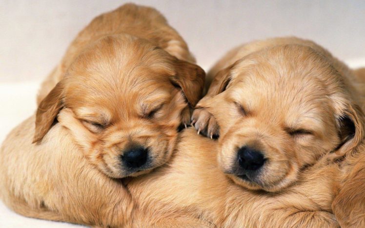 puppies, Puppy, Baby, Dog, Dogs,  62 HD Wallpaper Desktop Background