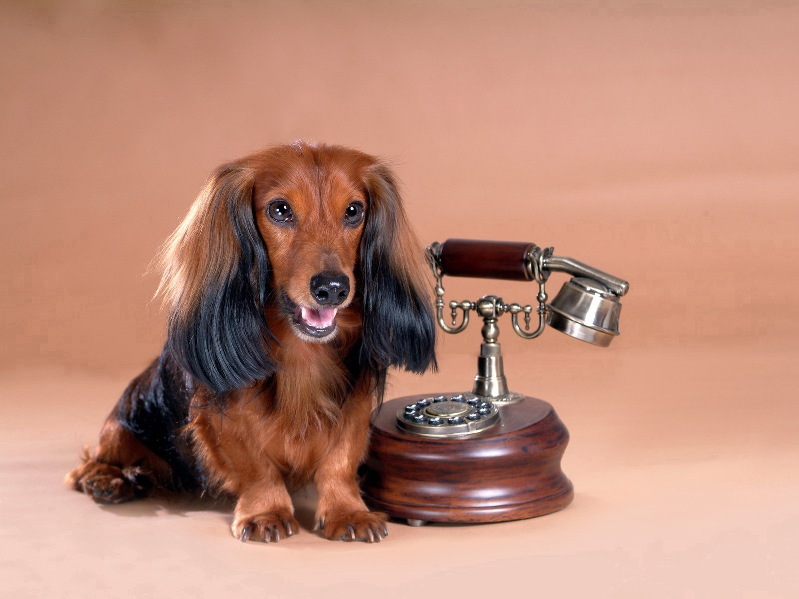 puppies, Puppy, Baby, Dog, Dogs,  64 Wallpaper