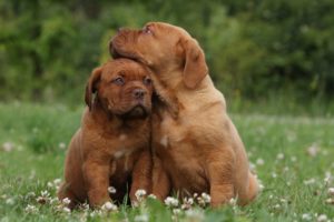 puppies, Puppy, Baby, Dog, Dogs,  67