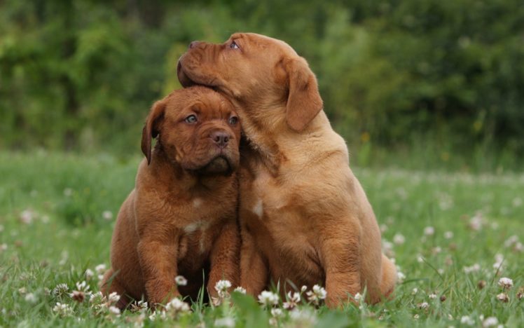 puppies, Puppy, Baby, Dog, Dogs,  67 HD Wallpaper Desktop Background