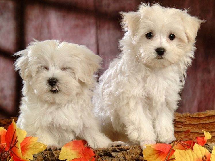 puppies, Puppy, Baby, Dog, Dogs,  68 HD Wallpaper Desktop Background