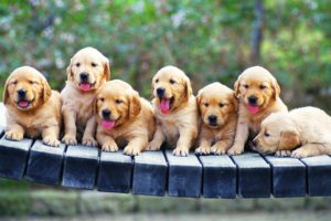 puppies, Puppy, Baby, Dog, Dogs,  66