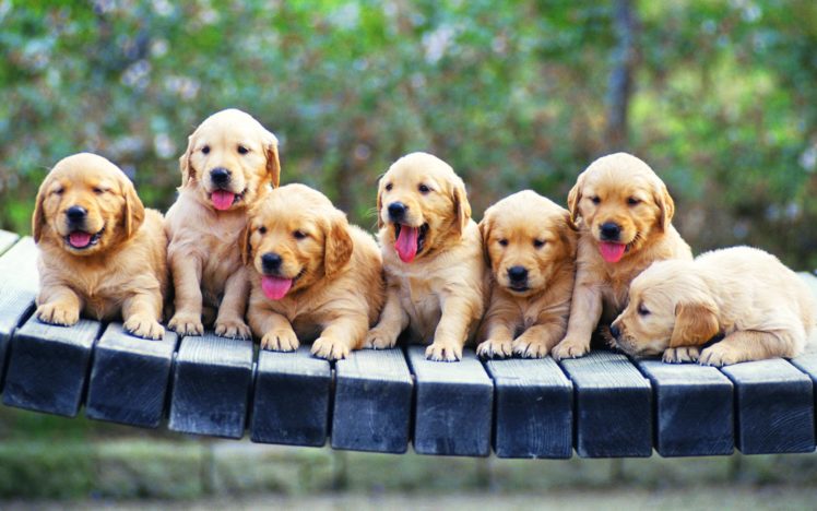 puppies, Puppy, Baby, Dog, Dogs,  66 HD Wallpaper Desktop Background