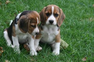 puppies, Puppy, Baby, Dog, Dogs,  70