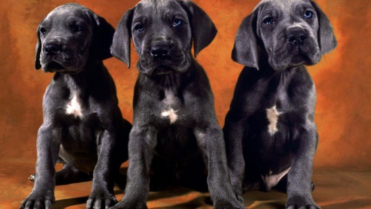 puppies, Puppy, Baby, Dog, Dogs,  73 HD Wallpaper Desktop Background