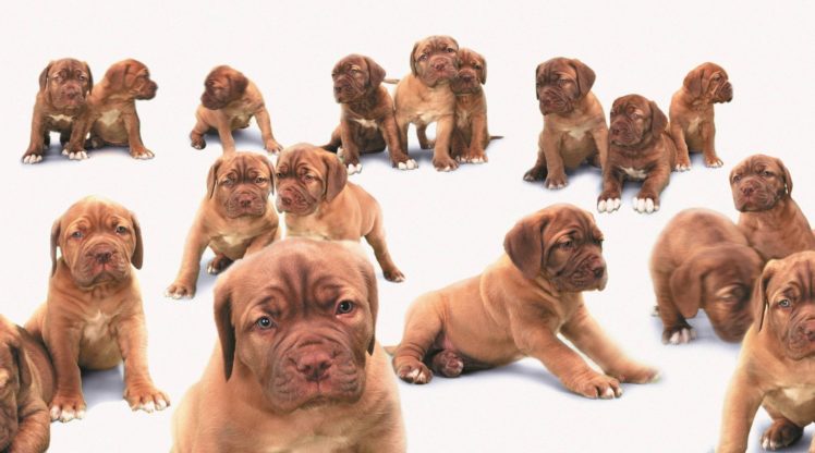 puppies, Puppy, Baby, Dog, Dogs,  74 HD Wallpaper Desktop Background