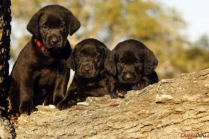 puppies, Puppy, Baby, Dog, Dogs,  76
