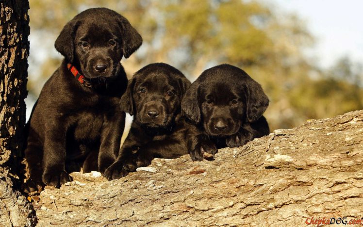puppies, Puppy, Baby, Dog, Dogs,  76 HD Wallpaper Desktop Background