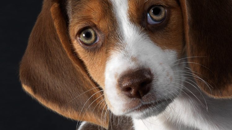 puppies, Puppy, Baby, Dog, Dogs,  80 HD Wallpaper Desktop Background