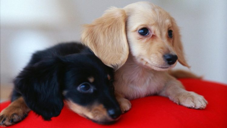 puppies, Puppy, Baby, Dog, Dogs,  81 HD Wallpaper Desktop Background