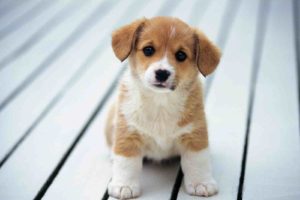 puppies, Puppy, Baby, Dog, Dogs,  84