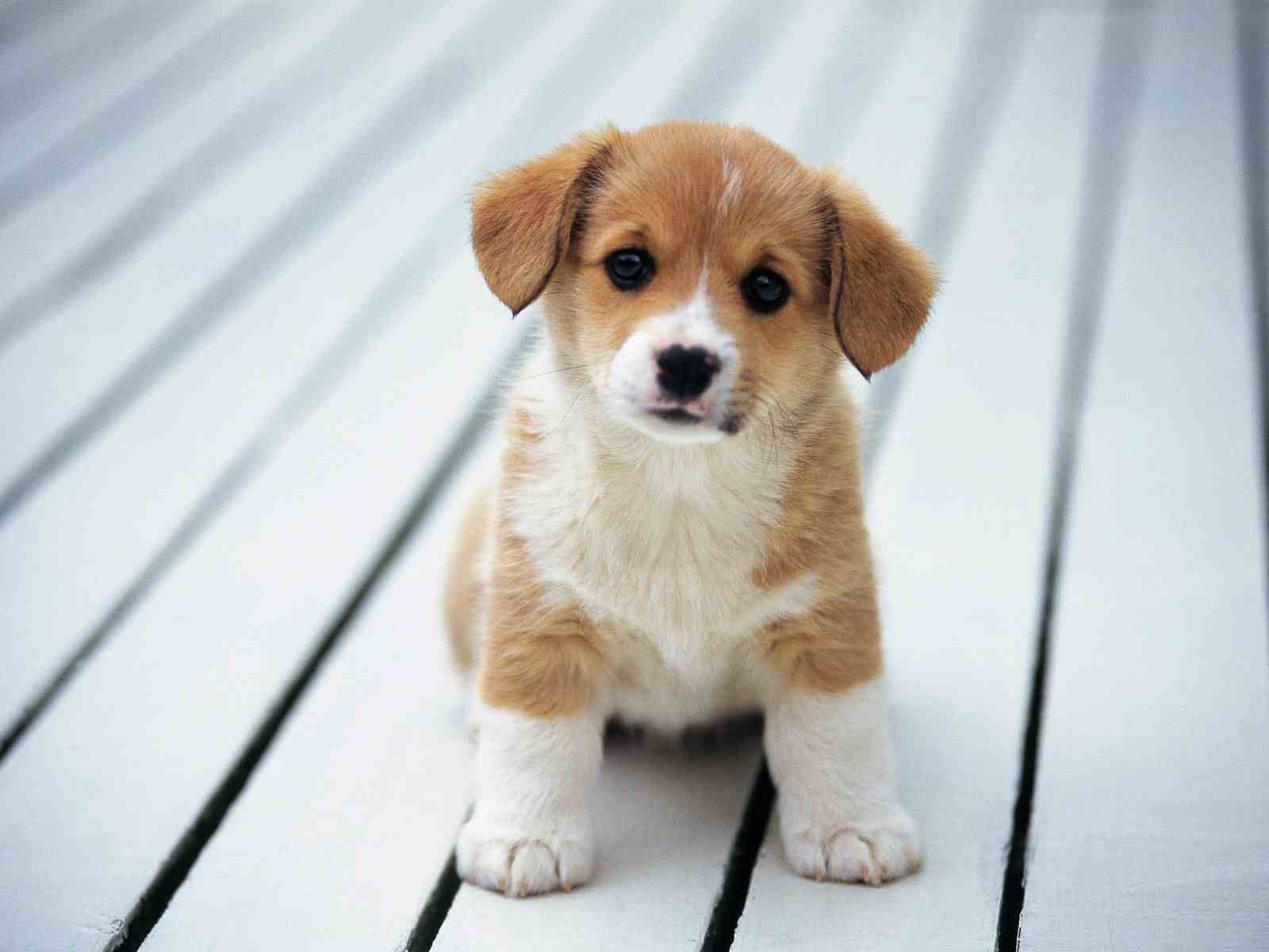 puppies, Puppy, Baby, Dog, Dogs,  84 Wallpaper