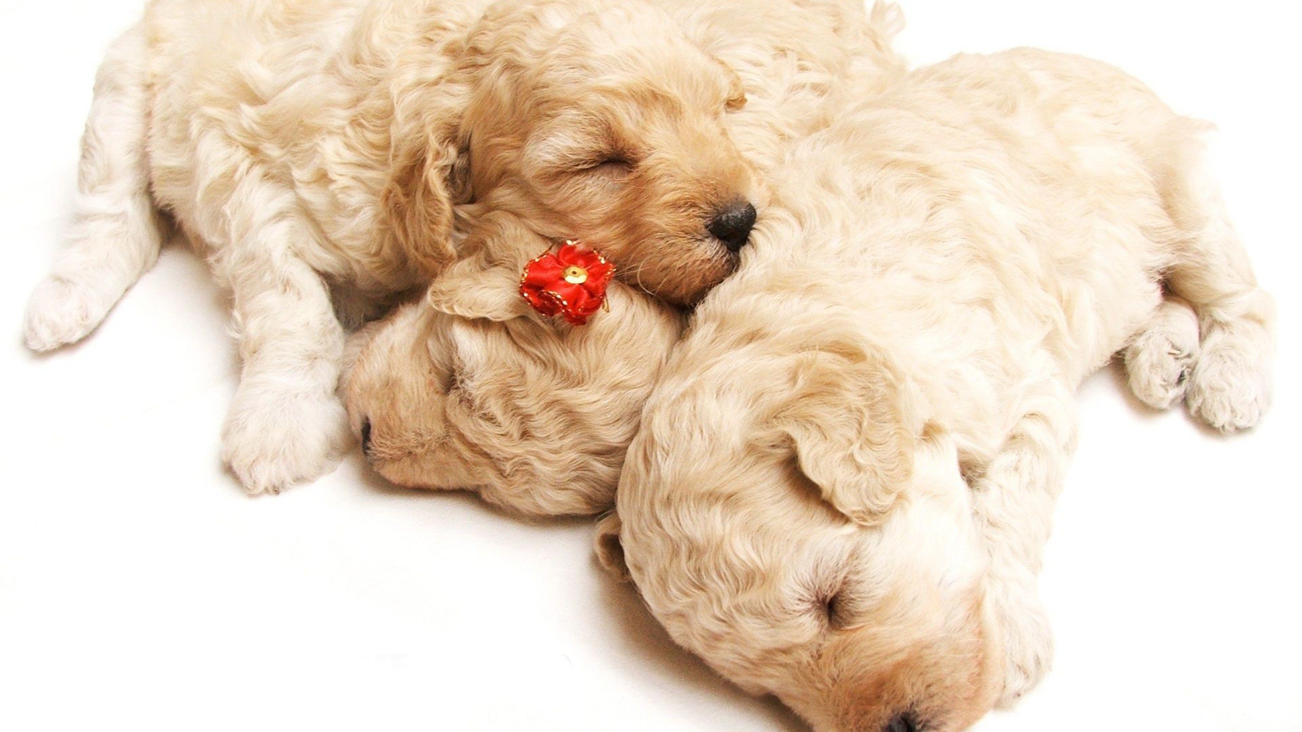 puppies, Puppy, Baby, Dog, Dogs,  85 Wallpaper