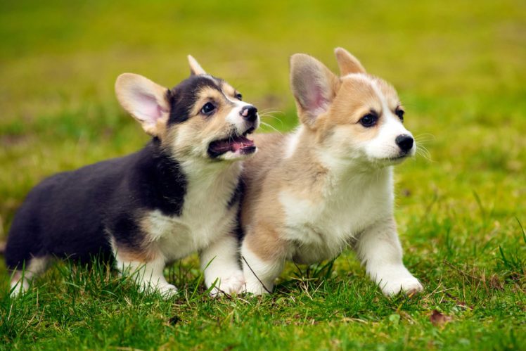 puppies, Puppy, Baby, Dog, Dogs,  87 HD Wallpaper Desktop Background