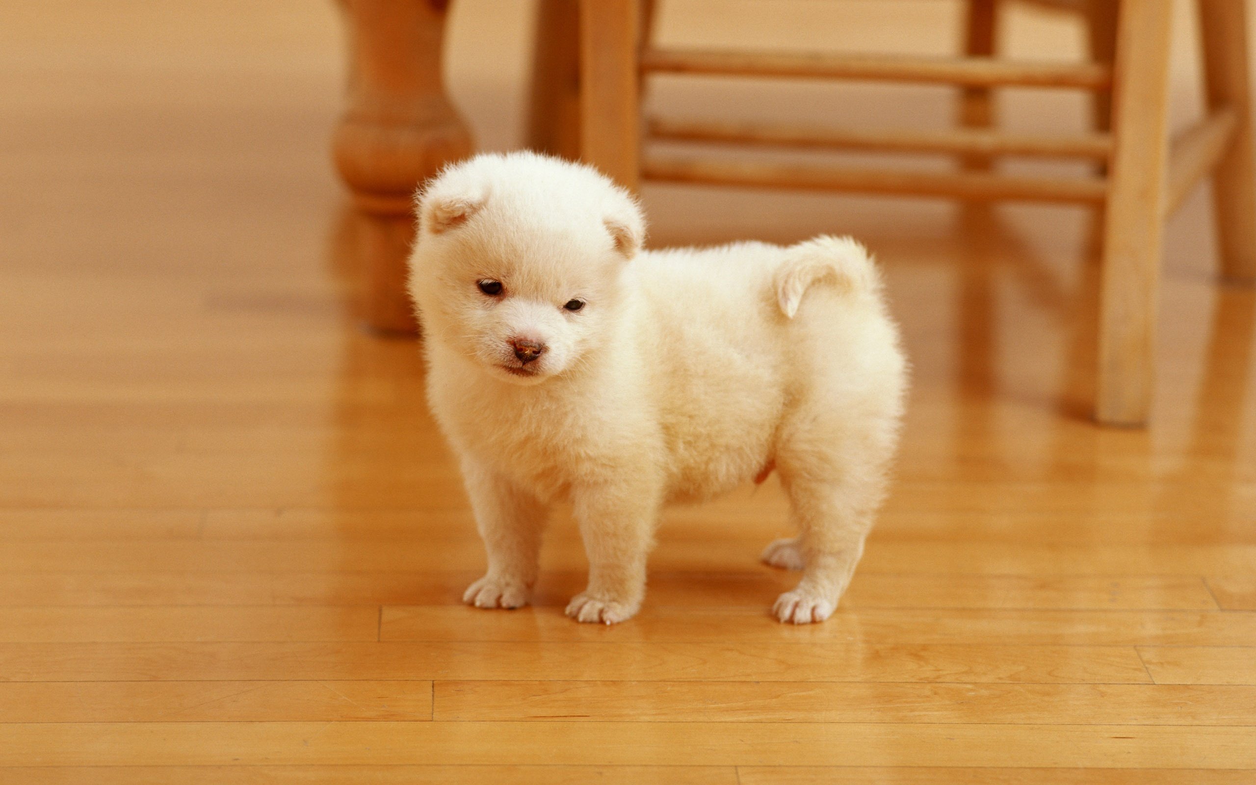 puppies, Puppy, Baby, Dog, Dogs,  86 Wallpaper