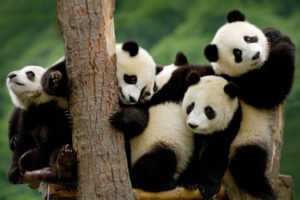 panda, Pandas, Baer, Bears, Baby, Cute,  3