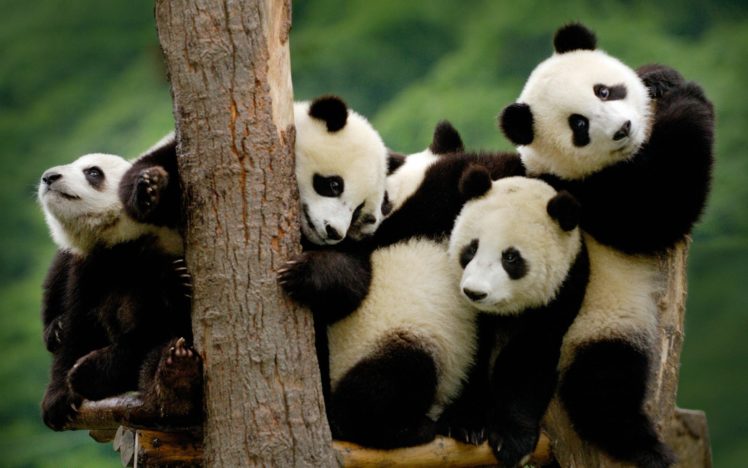 panda, Pandas, Baer, Bears, Baby, Cute,  3 HD Wallpaper Desktop Background