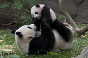 panda, Pandas, Baer, Bears, Baby, Cute,  2