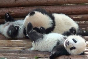 panda, Pandas, Baer, Bears, Baby, Cute,  7