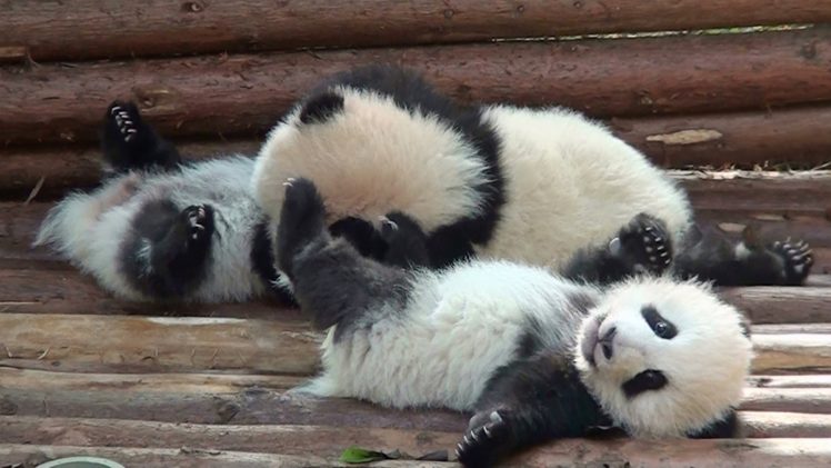 panda, Pandas, Baer, Bears, Baby, Cute,  7 HD Wallpaper Desktop Background