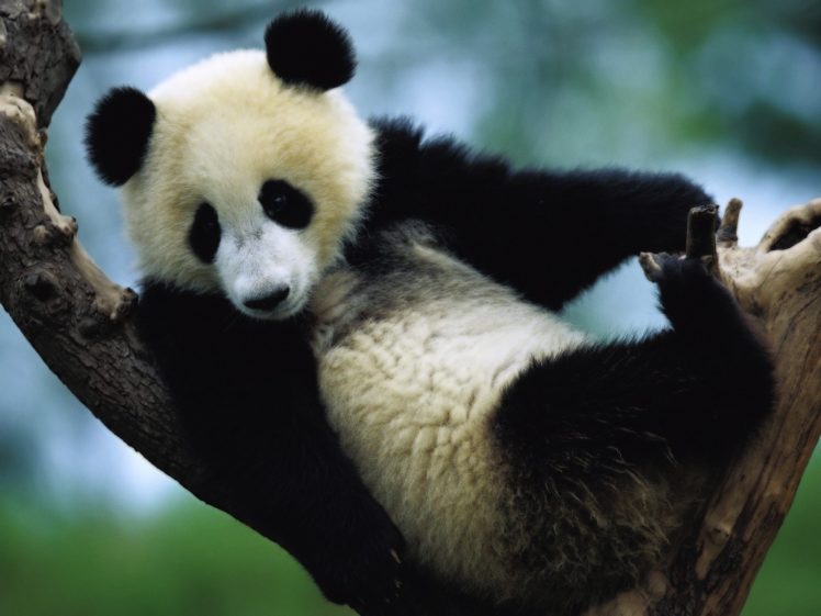 panda, Pandas, Baer, Bears, Baby, Cute,  16 HD Wallpaper Desktop Background