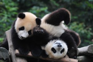 panda, Pandas, Baer, Bears, Baby, Cute,  17
