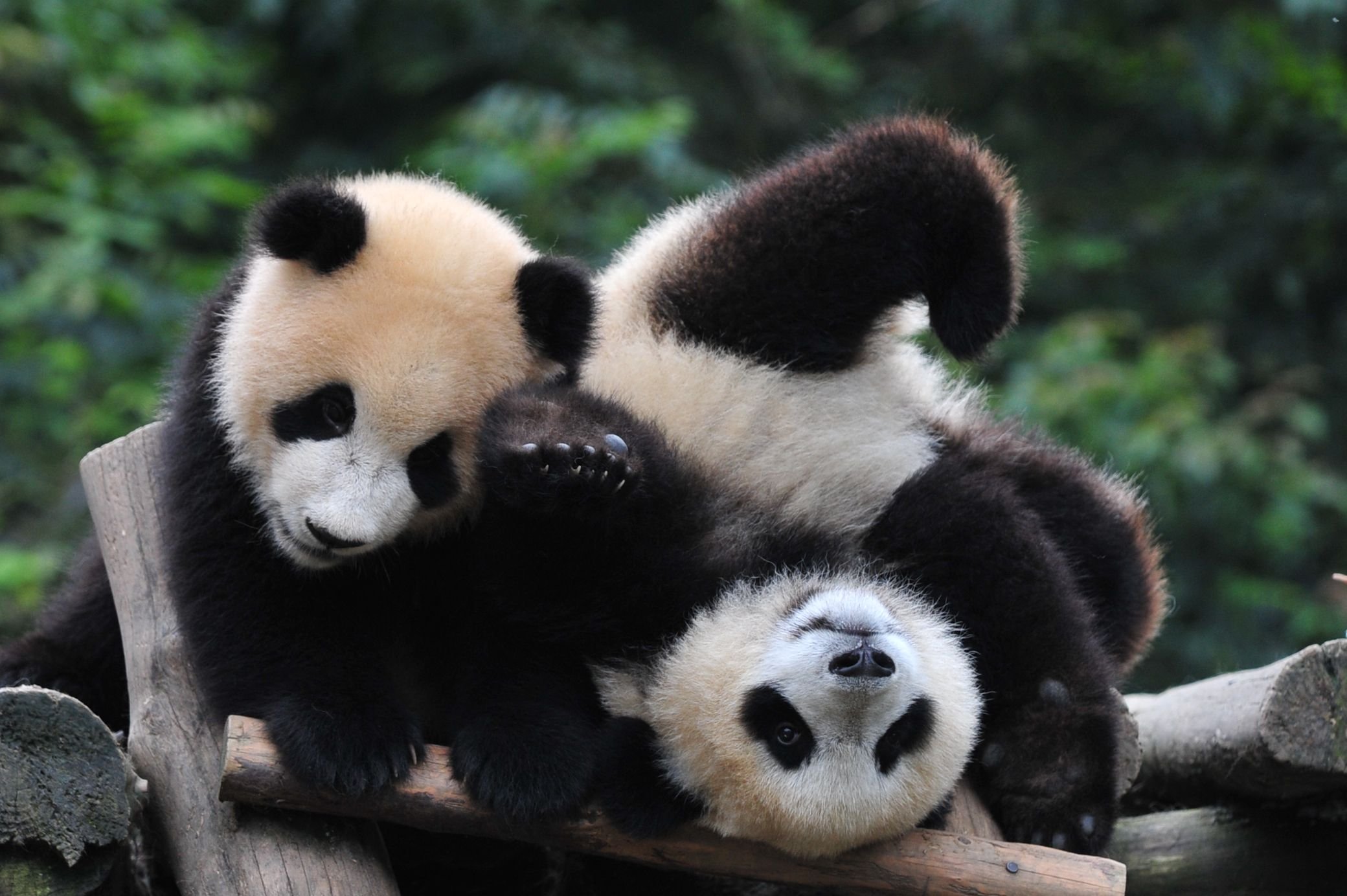 panda, Pandas, Baer, Bears, Baby, Cute,  17 Wallpaper