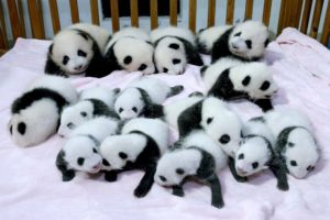 panda, Pandas, Baer, Bears, Baby, Cute,  19