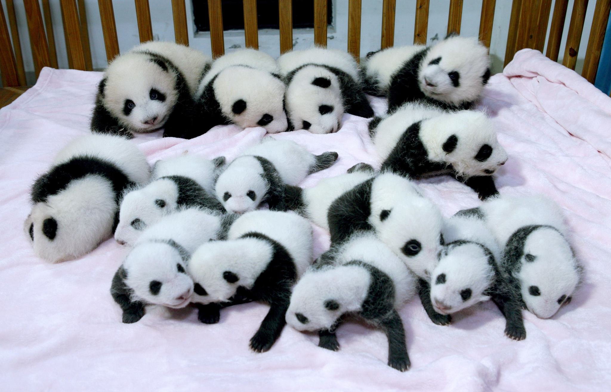 panda, Pandas, Baer, Bears, Baby, Cute,  19 Wallpaper