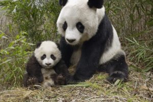 panda, Pandas, Baer, Bears, Baby, Cute,  22