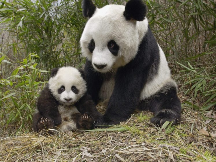 panda, Pandas, Baer, Bears, Baby, Cute,  22 HD Wallpaper Desktop Background