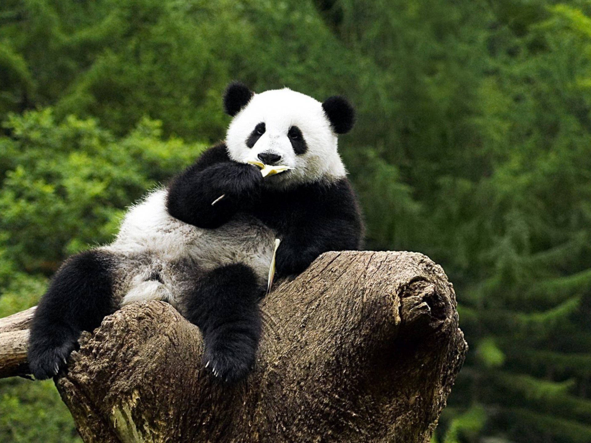 panda, Pandas, Baer, Bears Wallpaper